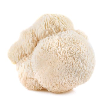 Lion’s Mane Mushrooms