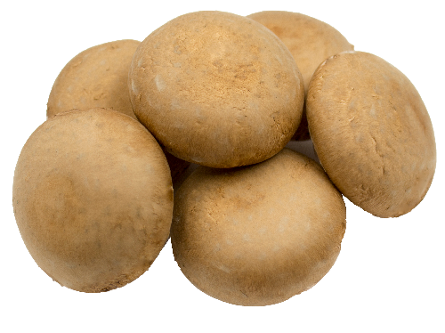 portabellini-mushrooms_1